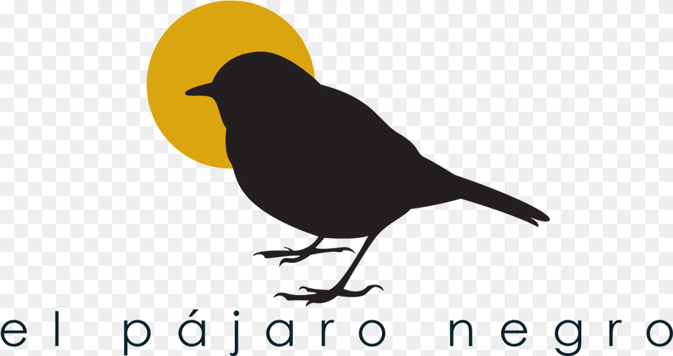 Robin, Animal, Bird, Blackbird Free Transparent Png