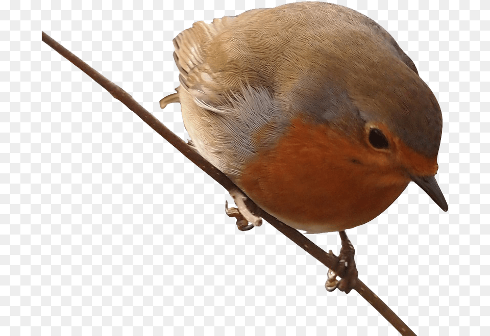 Robin Background European Robin, Animal, Bird, Finch Png Image