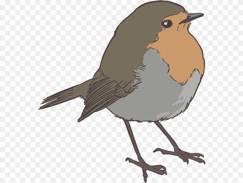 Robin Bird Black And White Robin Bird Silhouette, Animal, Face, Head, Person Free Transparent Png