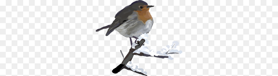 Robin Bird Clip Art, Animal, Person Free Png Download