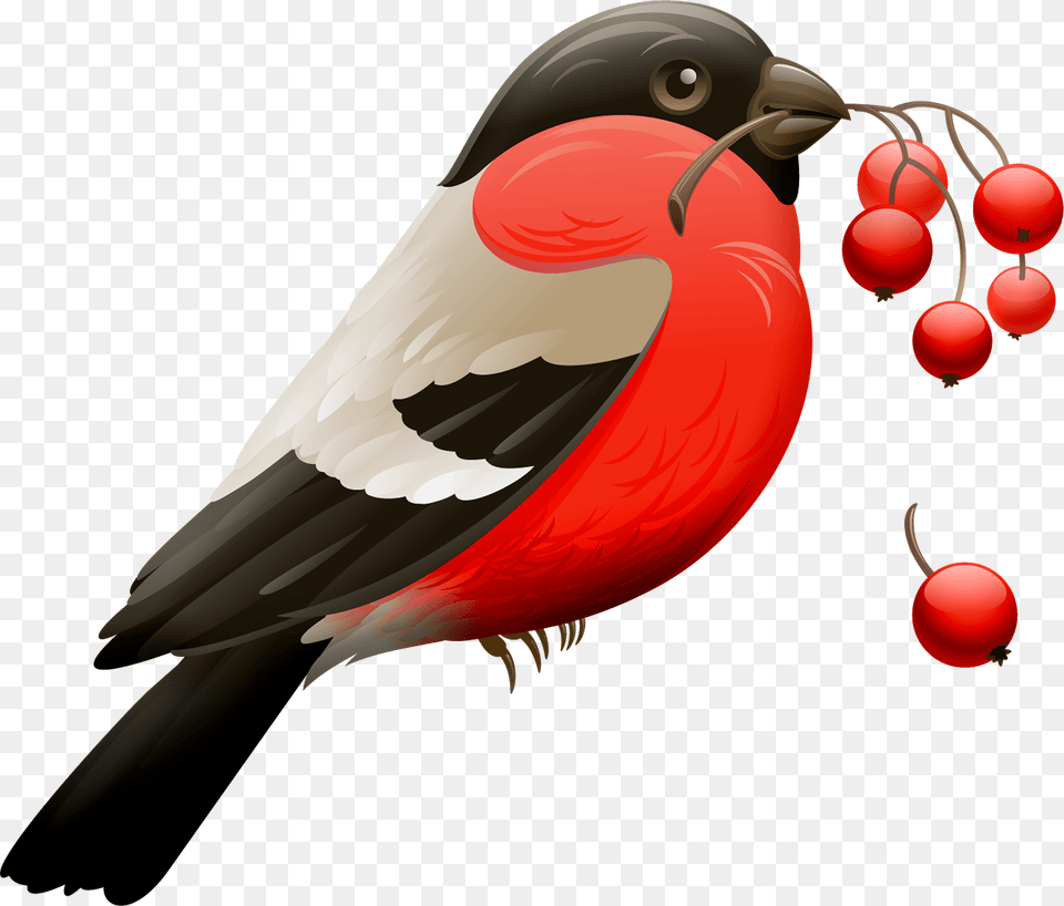 Robin Bird Clipart, Animal, Finch, Beak, Food Free Png