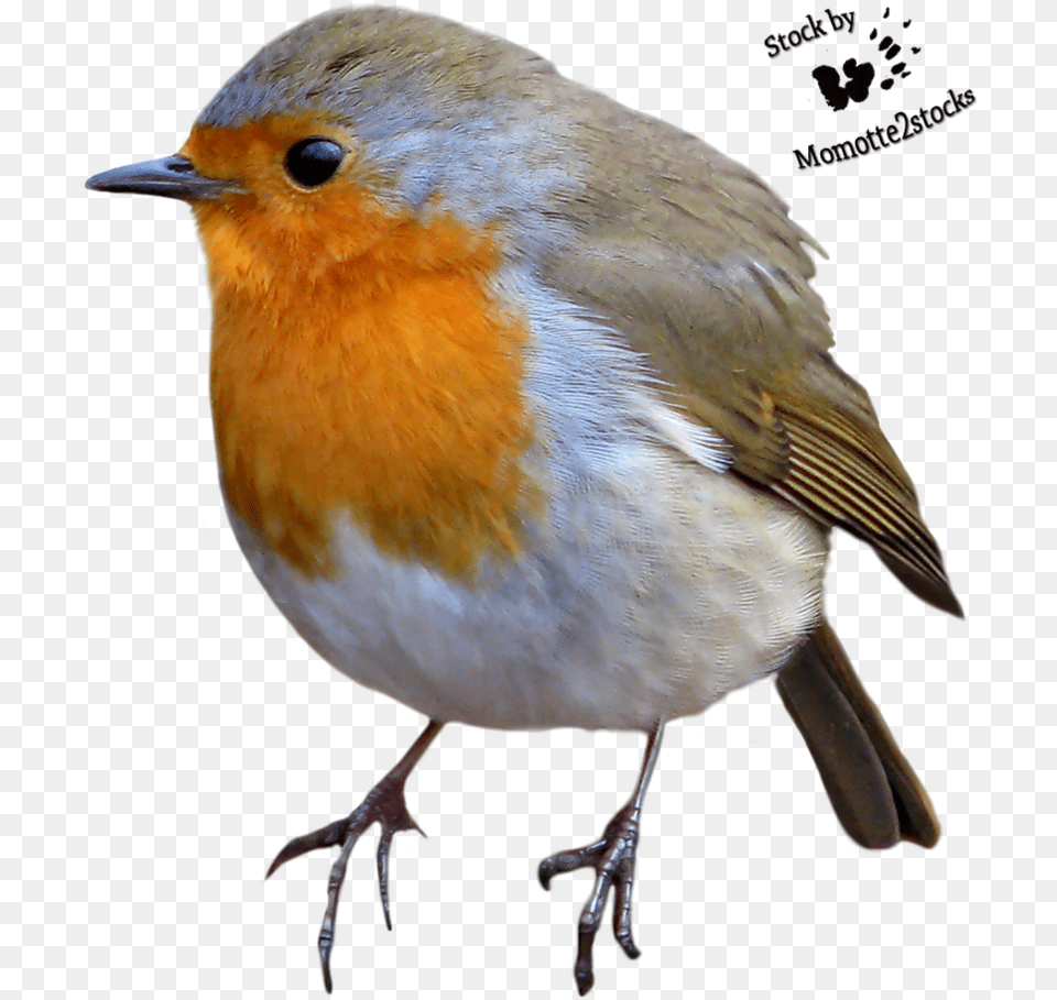 Robin Bird Google Search American Robin, Animal Free Png Download