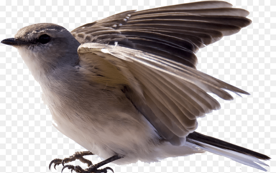 Robin Bird Image Portable Network Graphics, Animal, Finch, Sparrow, Jay Free Png