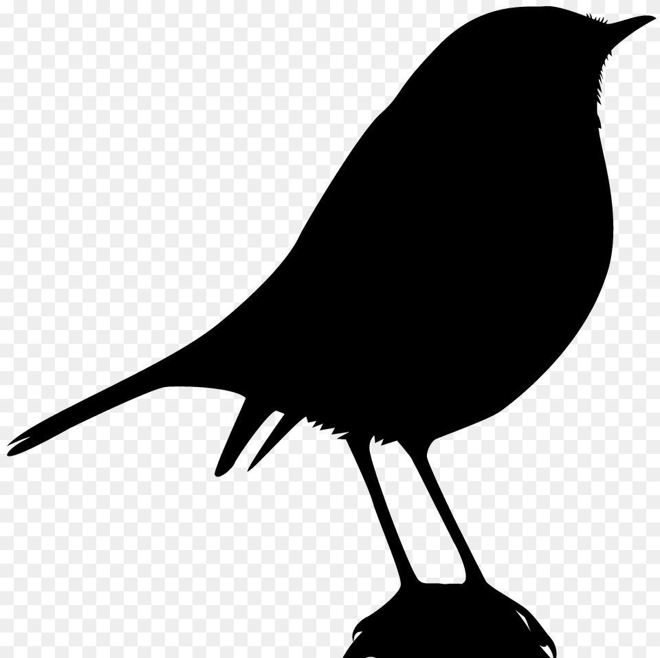 Robin Bird Silhouette, Animal, Blackbird Free Transparent Png