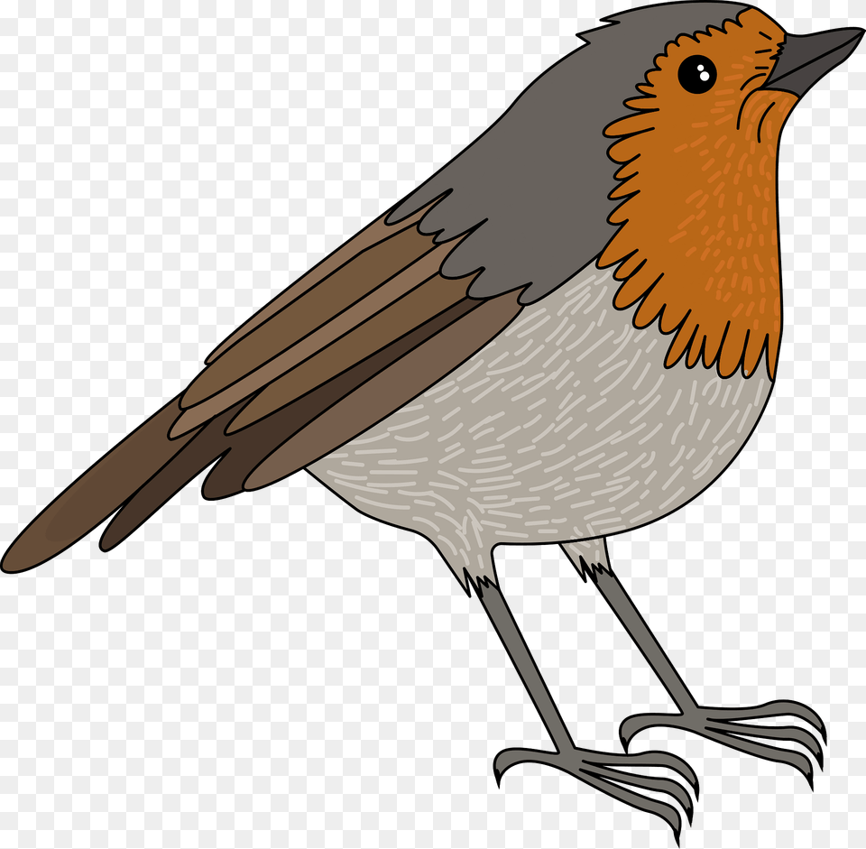 Robin Clipart, Animal, Bird, Fish, Sea Life Free Png Download