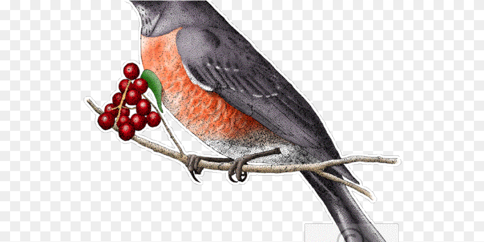 Robin Clipart Blue Bird Connecticut State Animals, Animal, Person, Beak, Food Free Png Download