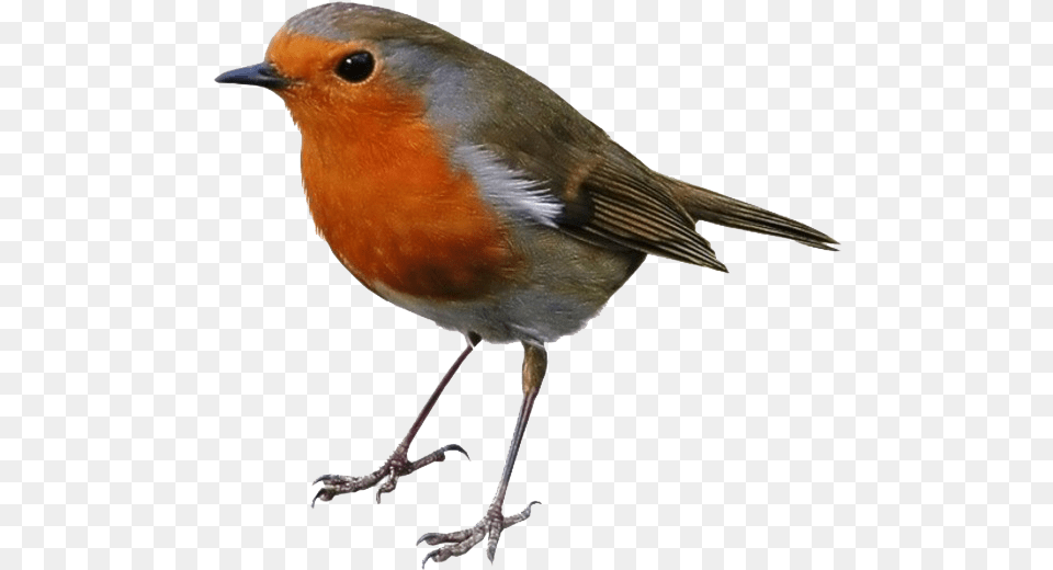 Robin Clipart European Robin, Animal, Bird Free Png