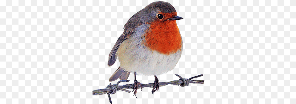 Robin Clipart Robin Red Breast, Animal, Bird Png