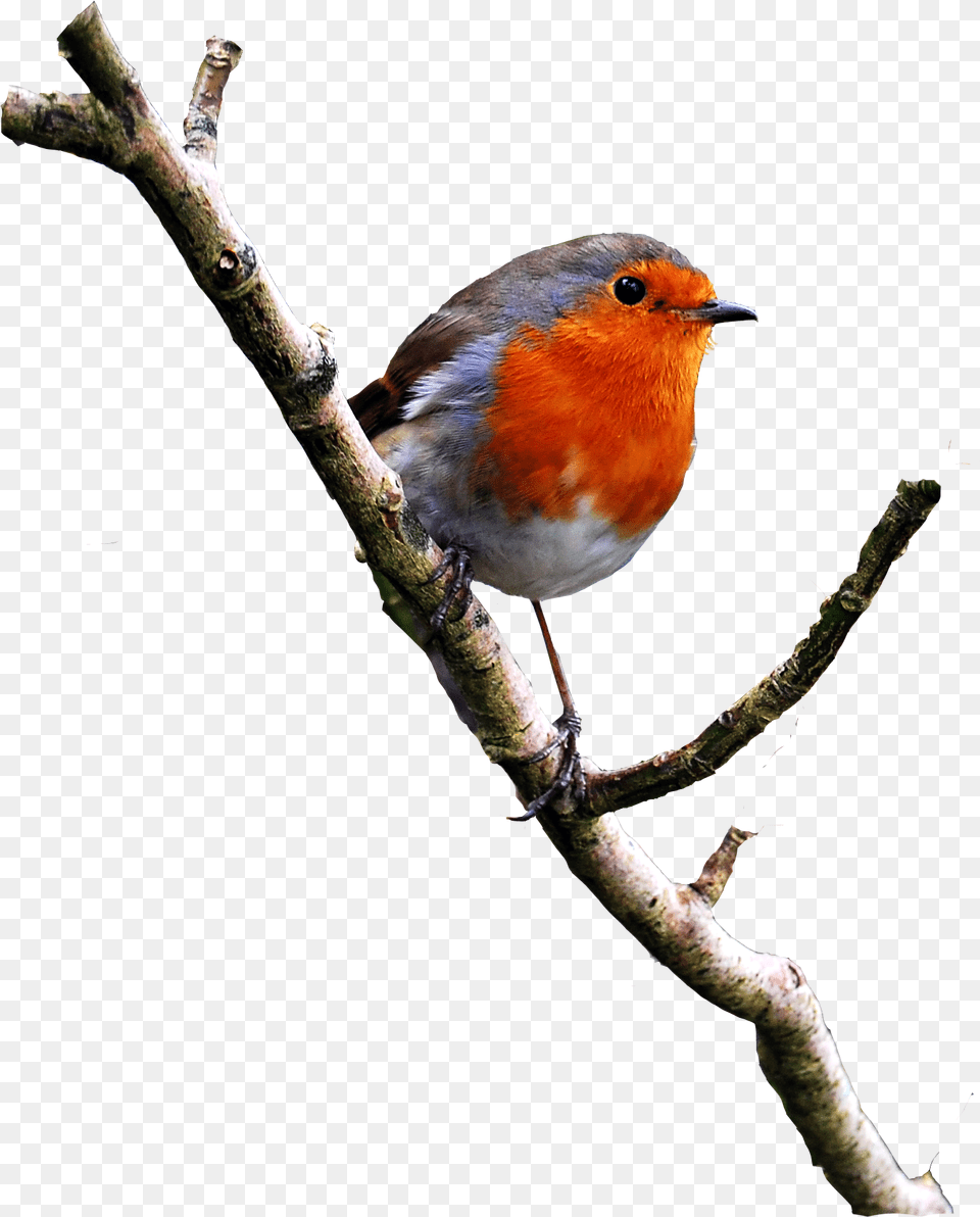 Robin Image On A Branch Robin Bird, Animal, Finch Png