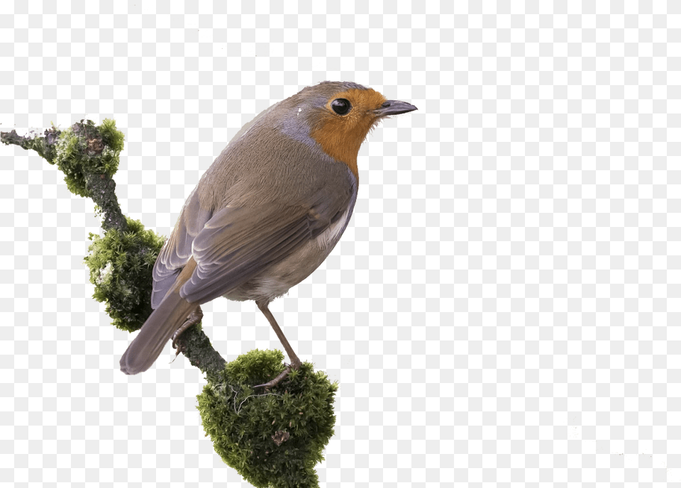 Robin Images European Robin, Animal, Bird, Finch Png Image