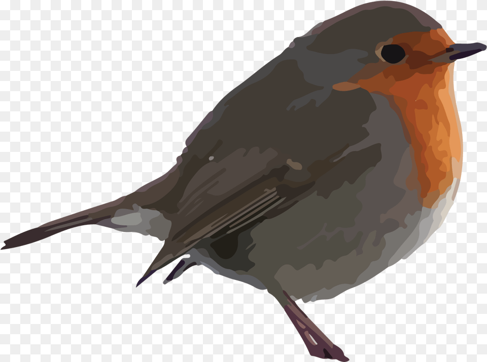 Robin Mckay Robin Bird Robin Clipart Background, Animal Free Png Download