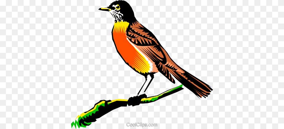 Robin On A Branch Royalty Vector Clip Art Illustration, Animal, Beak, Bird, Finch Png