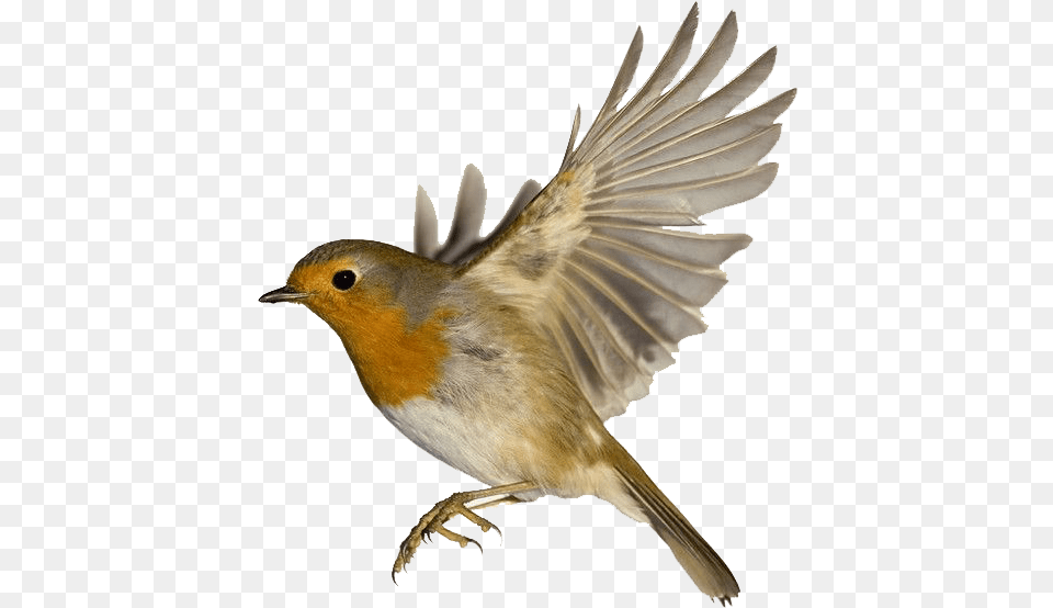 Robin Pic Robin Bird Wings, Animal Free Transparent Png