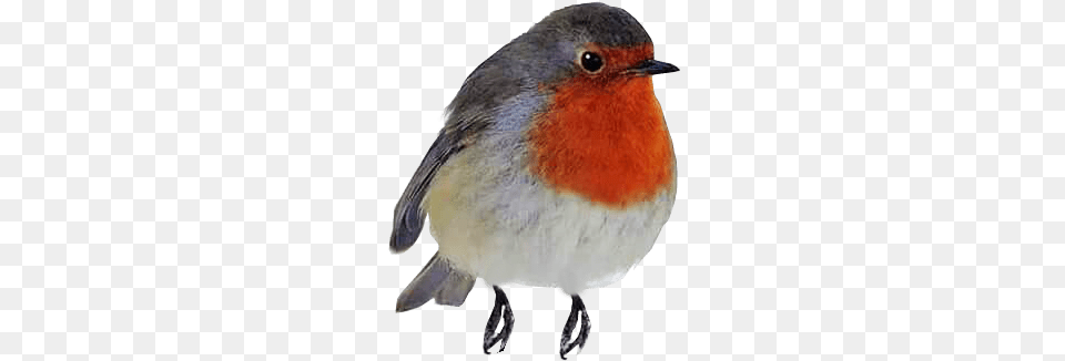 Robin Red Breast, Animal, Bird, Mammal, Rat Png Image