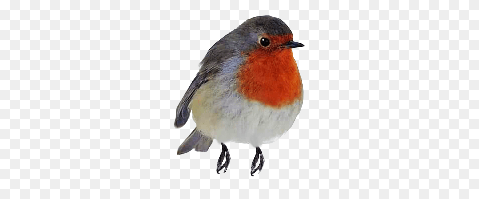 Robin Redbreast Perching Background, Animal, Bird, Finch Free Transparent Png