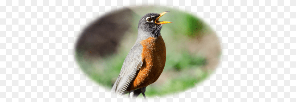 Robin Robins In My Backyard, Animal, Beak, Bird Png