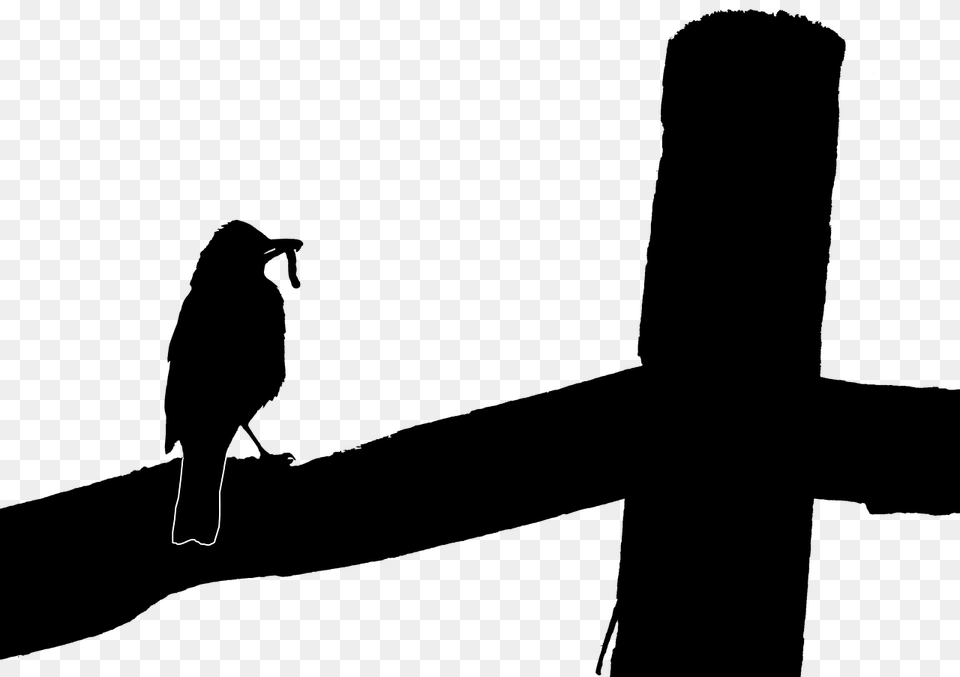Robin Silhouette Mother Bird Bird, Animal Free Png