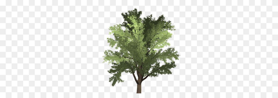 Robinia Plant, Tree, Oak, Conifer Free Png Download