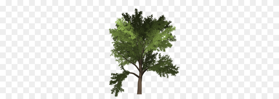 Robinia Oak, Plant, Tree, Sycamore Png Image
