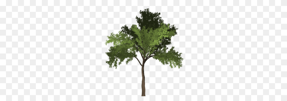 Robinia Plant, Tree, Oak, Sycamore Png Image