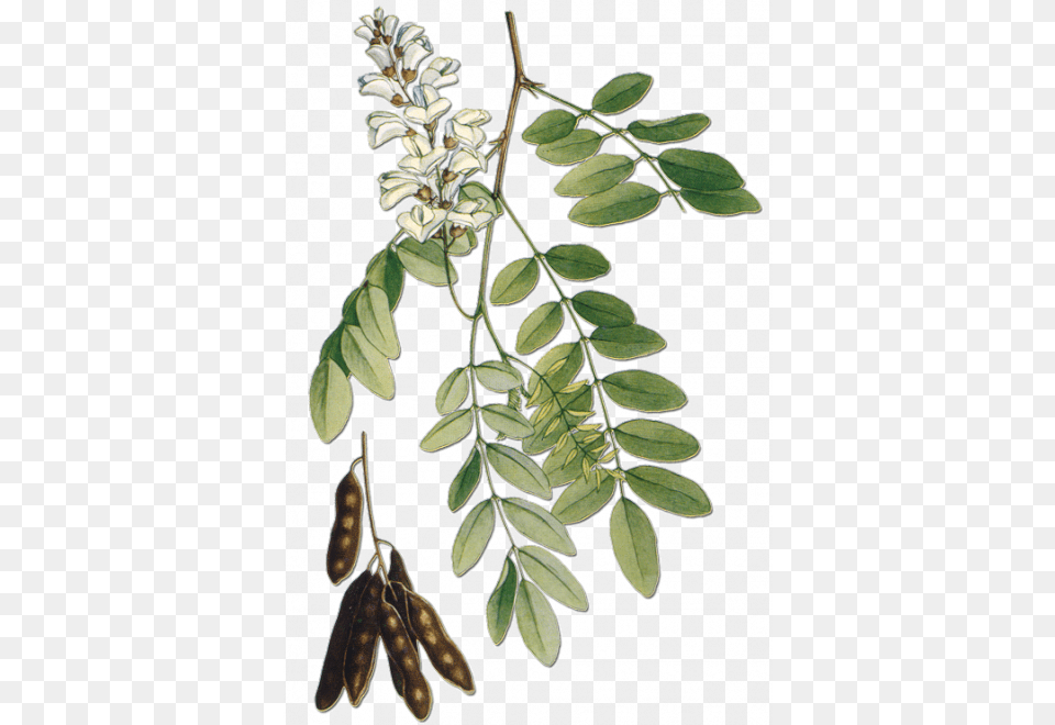 Robinier Robinier Faux Acacia Arbre Feuille, Astragalus, Flower, Herbal, Herbs Free Transparent Png