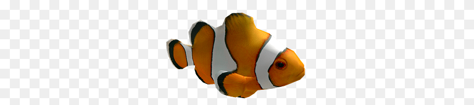 Roblox Clown Fish, Amphiprion, Animal, Sea Life Free Png