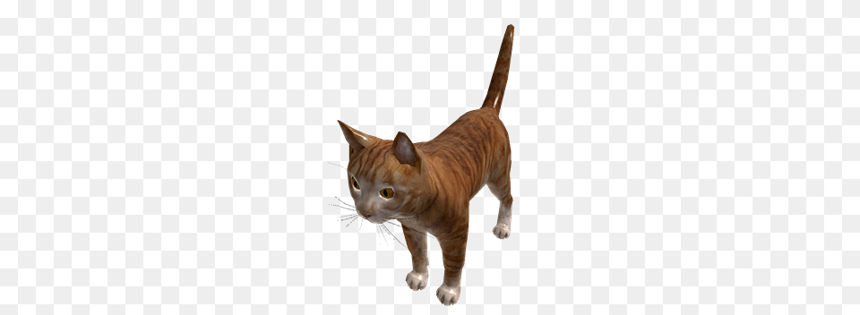 Roblox Ginger Cat, Animal, Mammal, Pet, Manx Free Png