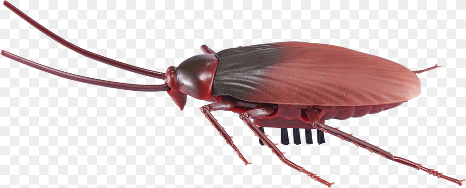 Robo Alive, Animal, Insect, Invertebrate, Cockroach Png