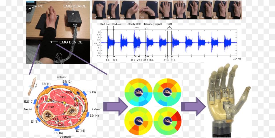 Robot Hand Manipulation Under Circle, Body Part, Person, Wrist Free Transparent Png