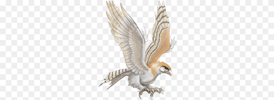 Roc Barnowl Red Tailed Hawk, Animal, Bird, Vulture, Electronics Free Png