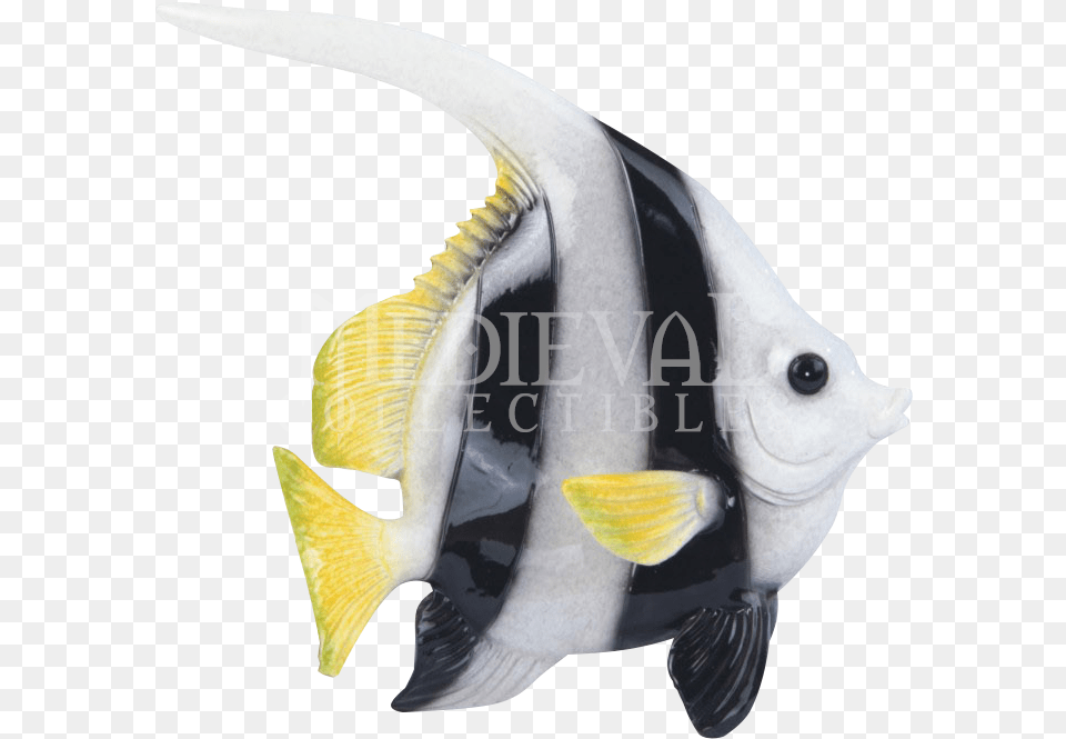 Rock Beauty, Angelfish, Animal, Fish, Sea Life Free Png Download