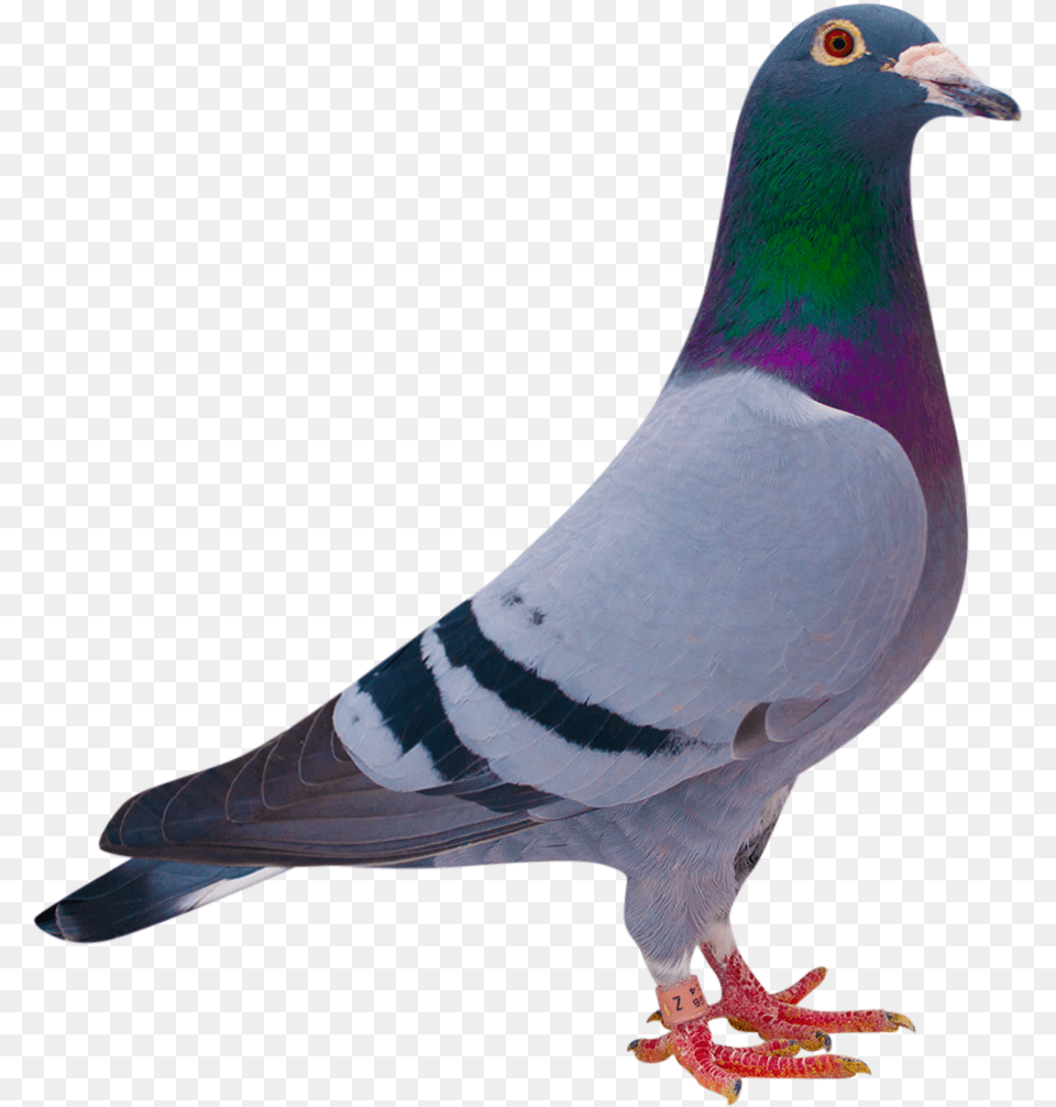 Rock Dove, Animal, Bird, Pigeon Png