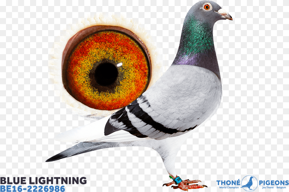 Rock Dove, Animal, Bird, Pigeon Png Image