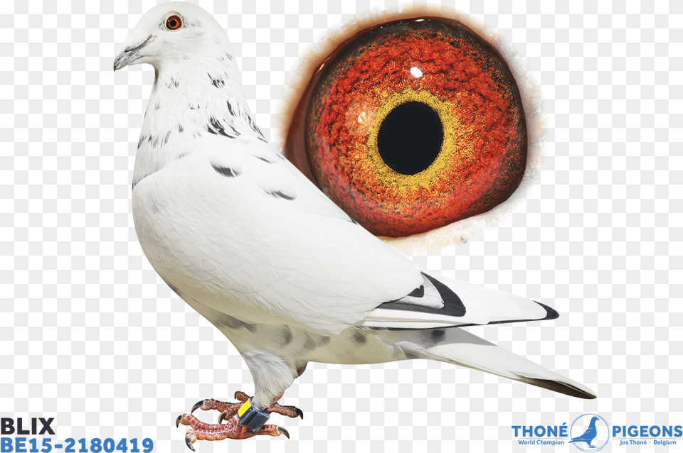 Rock Dove, Animal, Bird, Pigeon Png Image