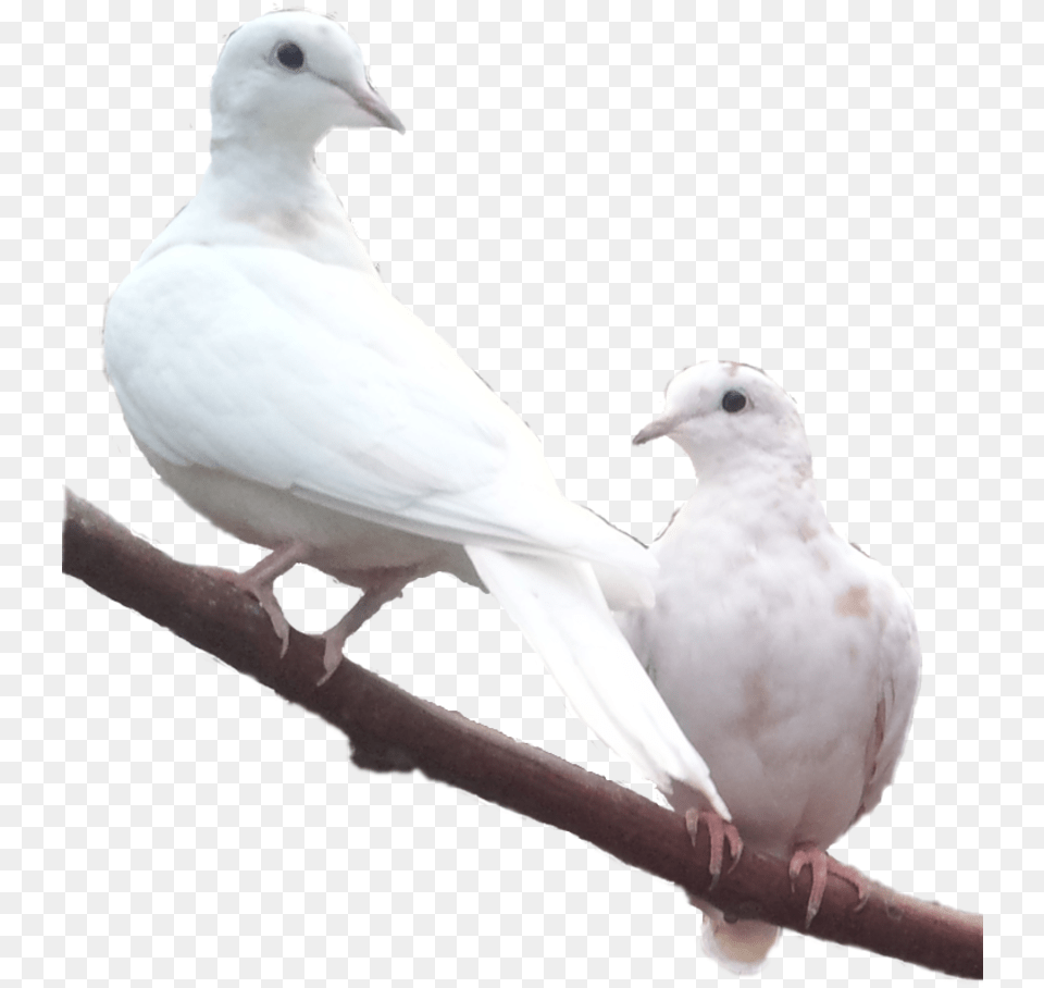Rock Dove, Animal, Bird, Pigeon Free Png Download
