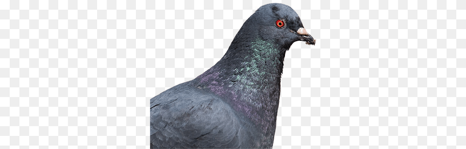 Rock Dove, Animal, Bird, Pigeon Png