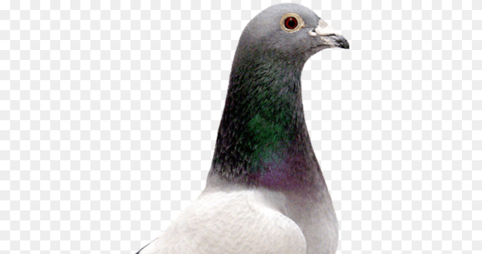 Rock Dove, Animal, Bird, Pigeon Free Png