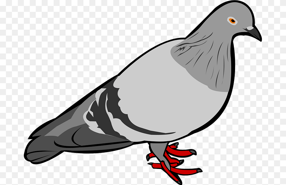 Rock Dove Bird Clipart, Animal, Pigeon, Fish, Sea Life Png Image