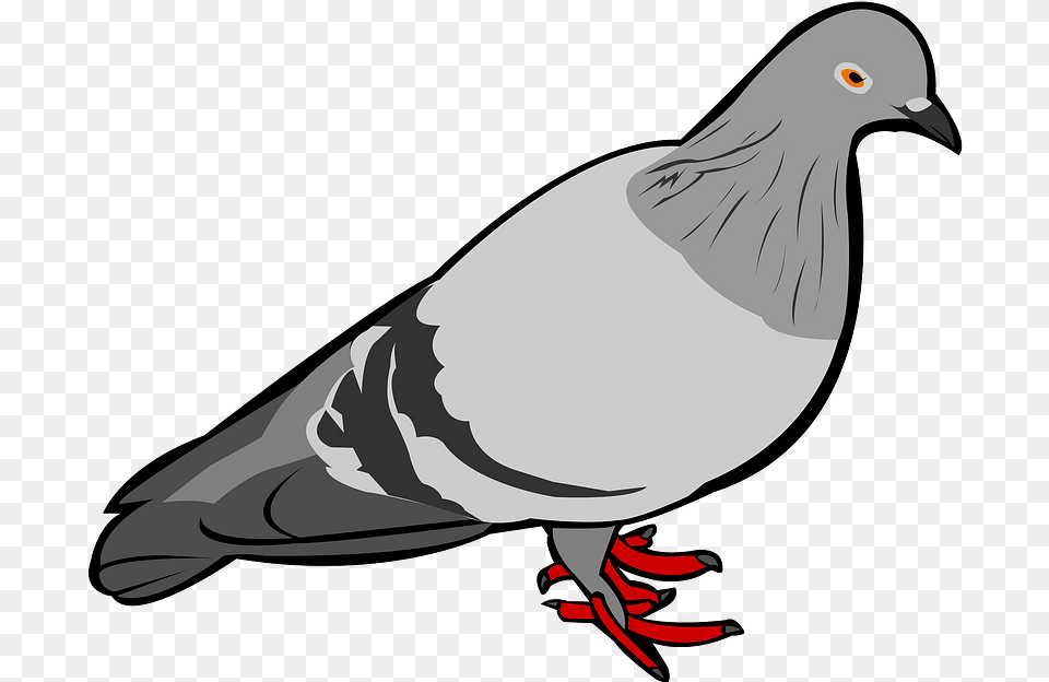 Rock Dove Bird Clipart Transparent Rock Dove, Animal, Pigeon Free Png Download