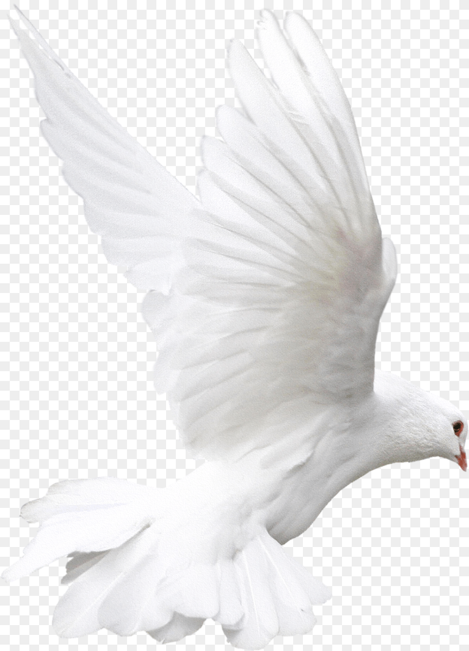 Rock Dove Bird White Animal White Doves, Pigeon Free Transparent Png