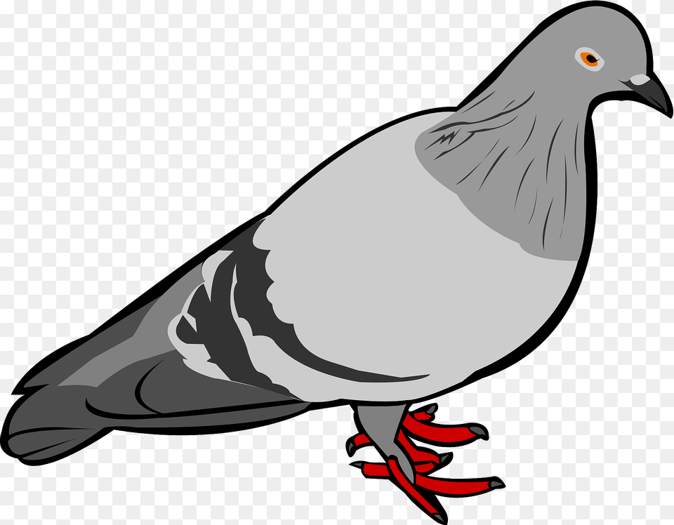 Rock Dove Clipart, Animal, Bird, Pigeon, Fish Free Png Download