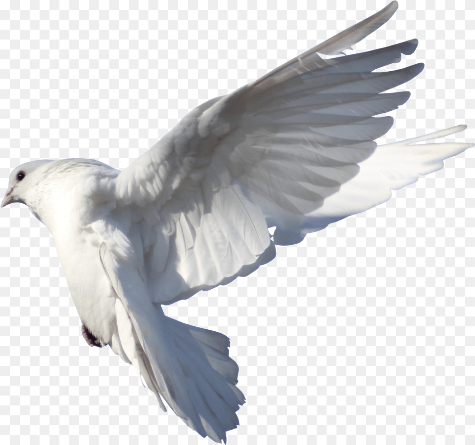 Rock Dove Columbidae Bird Flight Pigeon Typical Pigeons, Animal Free Png Download