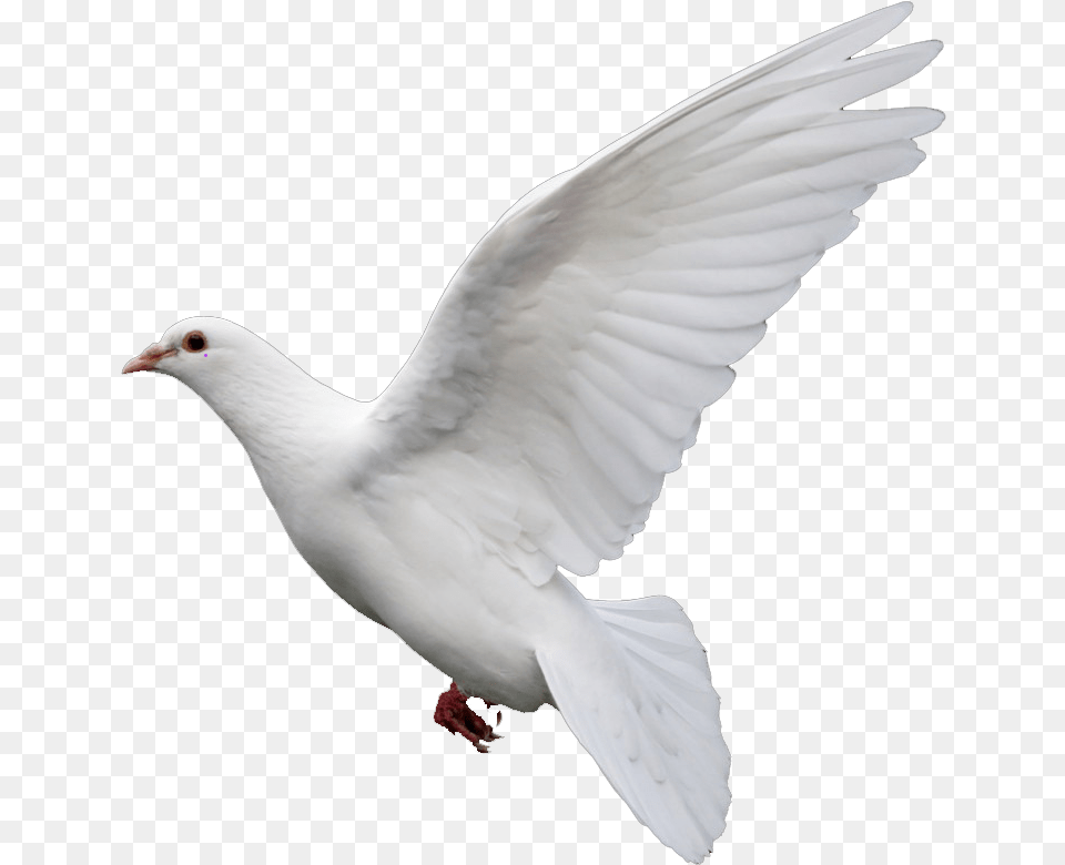 Rock Dove Columbidae Goose Doves As Symbols Birds Picsart Hd, Animal, Bird, Pigeon Free Transparent Png