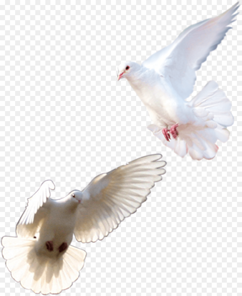 Rock Dove Homing Pigeon Columbidae Pink Pigeon Bird Pigeons And Doves, Animal Free Transparent Png