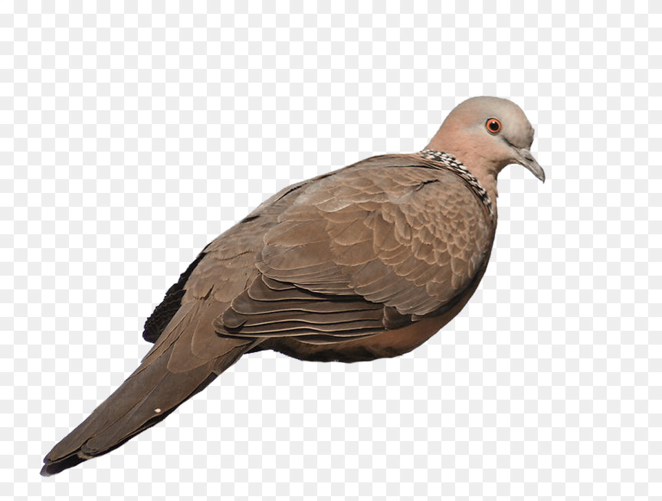Rock Homing Pigeon Stock Columbidae Gray Galliformes Pigeons And Doves, Animal, Bird, Dove Png