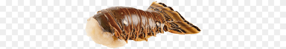 Rock Lobster Tail Gram, Animal, Food, Invertebrate, Sea Life Free Transparent Png