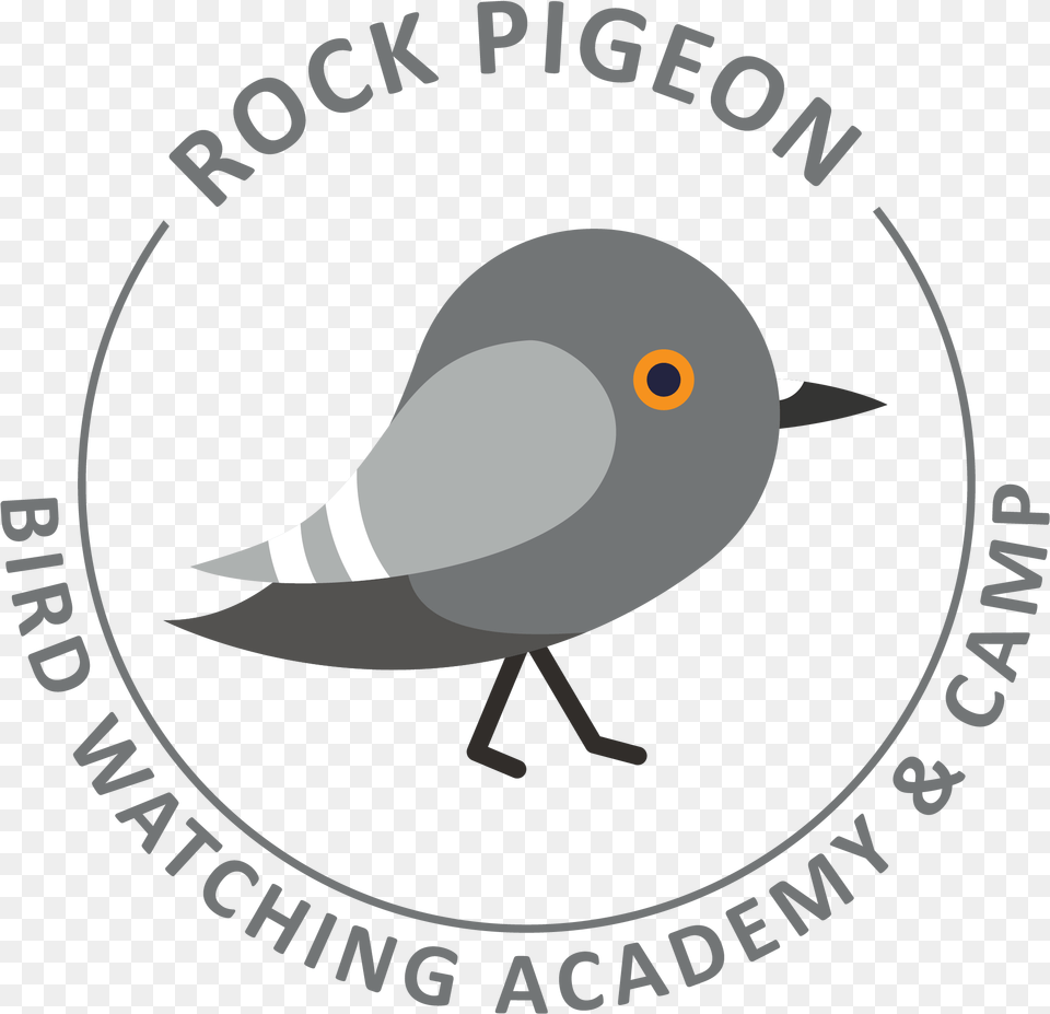 Rock Pigeon Picture Soccer Ball Clipart, Animal, Beak, Bird, Finch Png Image