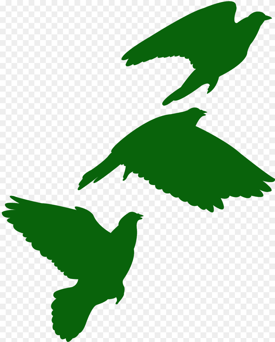 Rock Pigeons In Flyght Silhouette, Animal, Bird, Pigeon Png Image