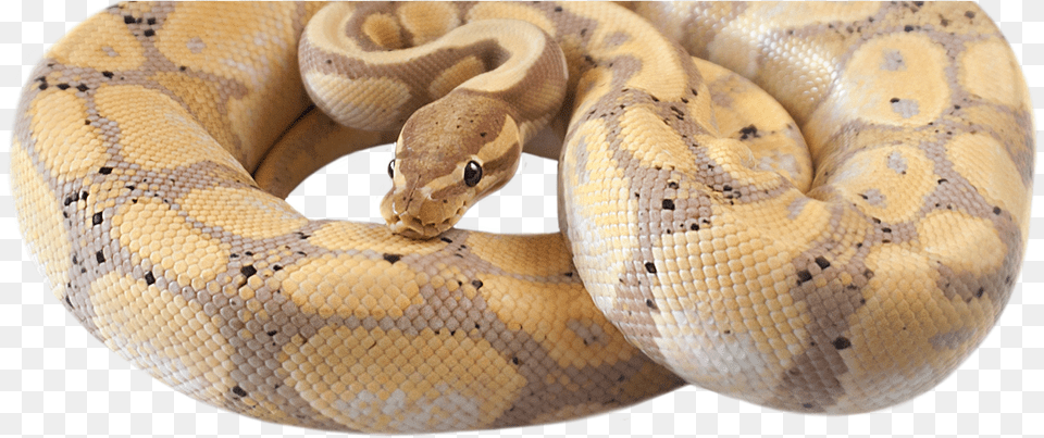 Rock Python, Animal, Reptile, Snake Free Png Download