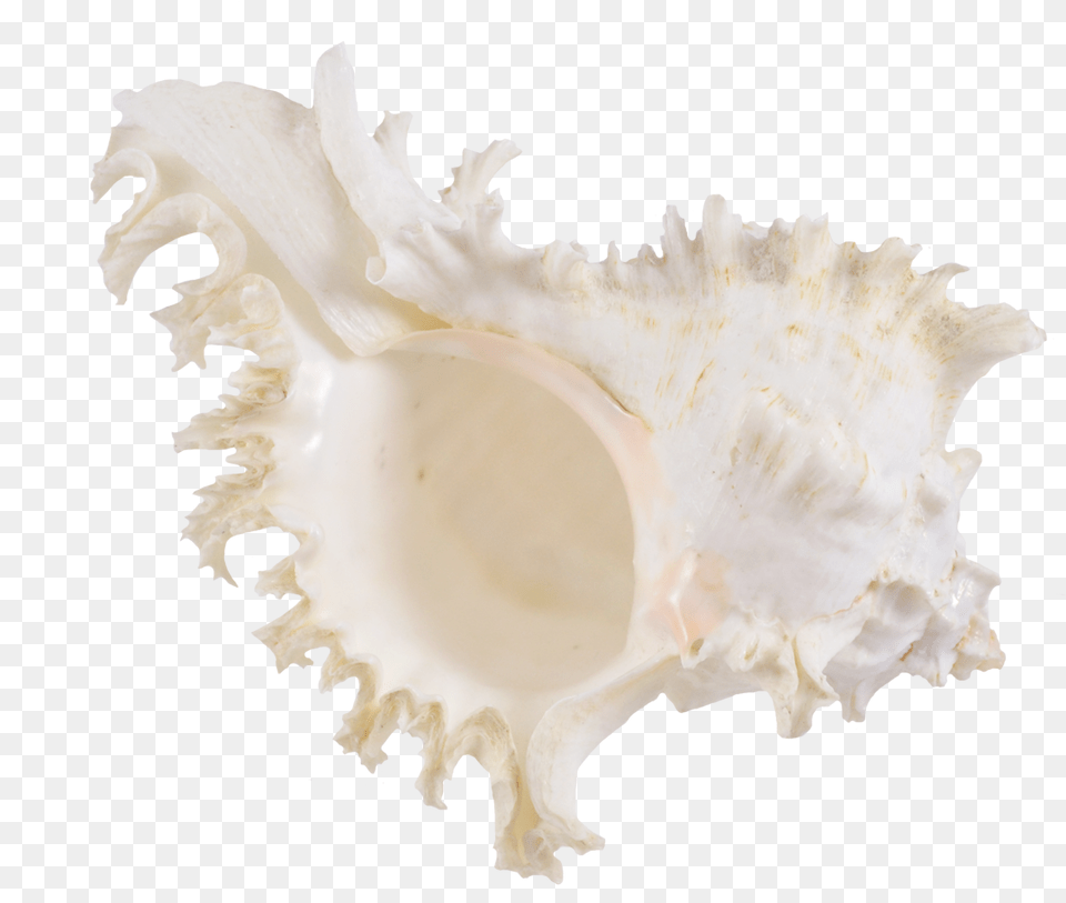 Rock Snail Murex Decorative Shell 6 7 Shell, Animal, Invertebrate, Sea Life, Seashell Free Png